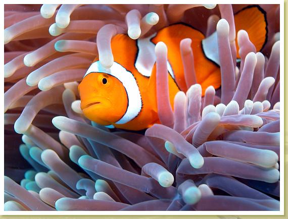 219-Anemone with Clownfish